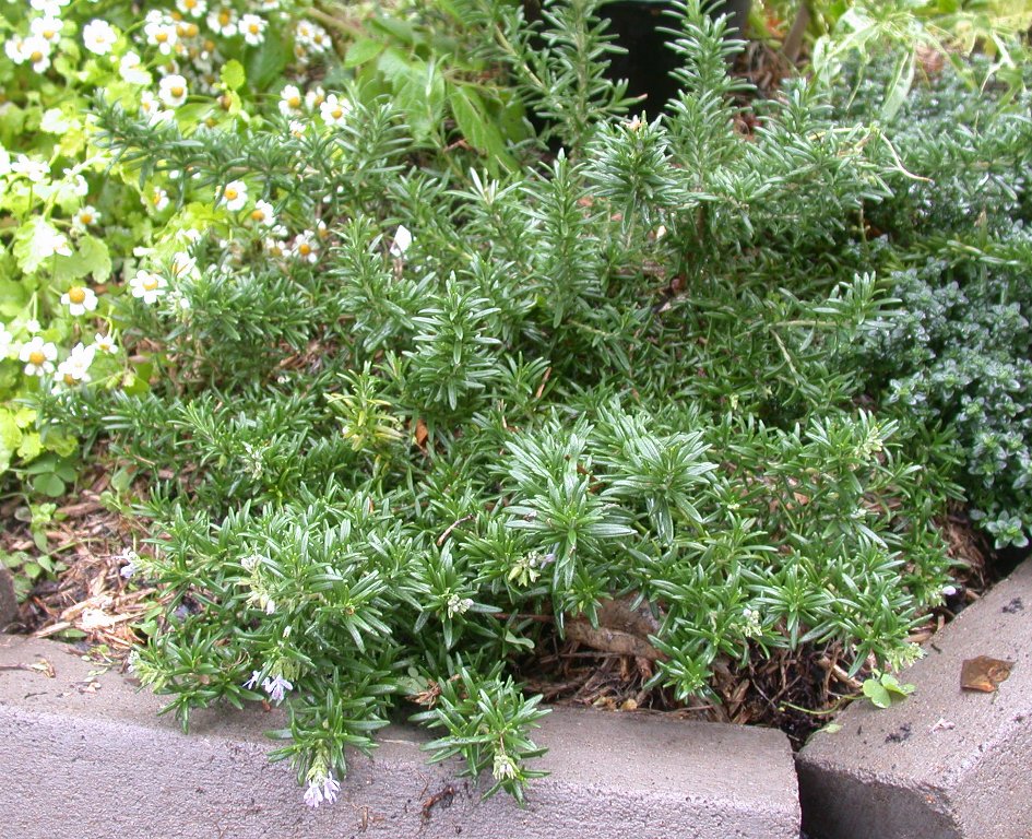 Photo: Common Rosemary