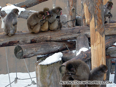 Can tell the monkeys are very cold