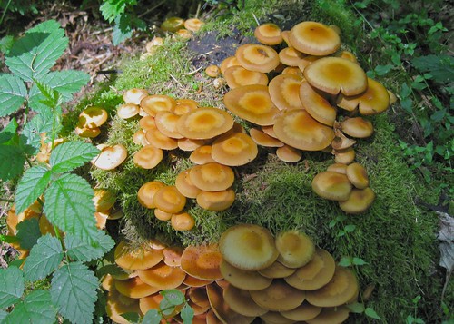 Mushrooms in Spirit Park