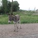 roadside donkey