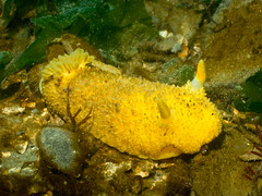 lemon nudibranch