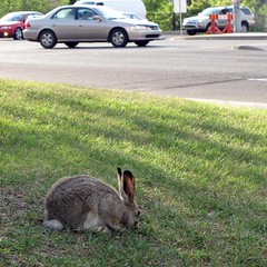 Bunny in the City