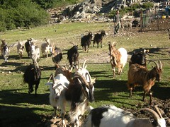 Bergerie de l'Onda : les chèvres aussi !
