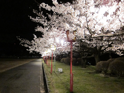 新発田城の夜桜