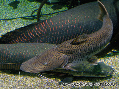 Giant Amazon fish