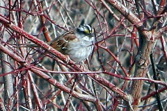 white throated sparrow 2