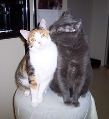 Cleo & Buddy on stool