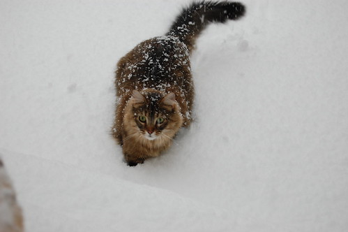 Dusty with a light dusting of snow