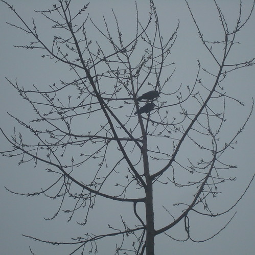 Two birds on a bare tree