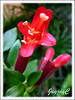 Aeschynanthus radicans 'Crispa' (Lipstick Plant, Lipstick Vine, Basket Vine)
