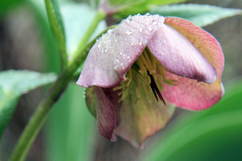 another hellebore