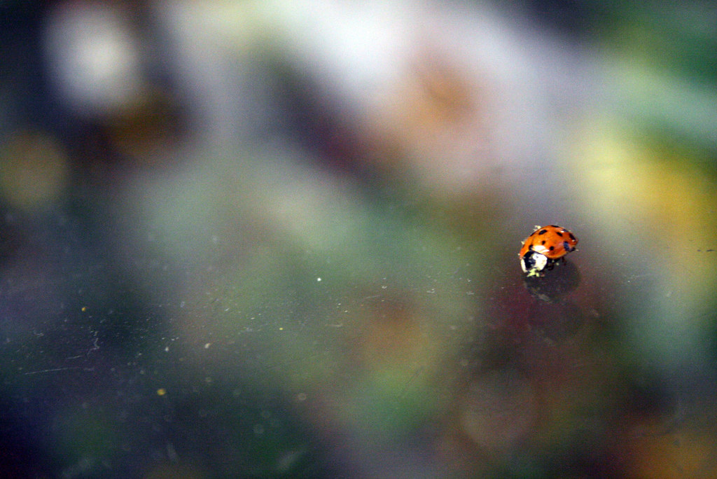 Day 61: Ladybug