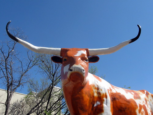 SXSWi long horned bull - Flickr