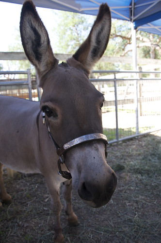 This is Bella, a minature Sicilian Donkey.