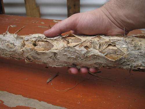 tearing bark of paperbark limb