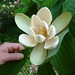 Photo: Magnolia Officinalis