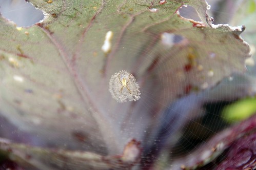 baby orb weaver spider