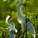 Egret with Chicks in Kissimmee Florida