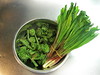 Fiddleheads and ramps