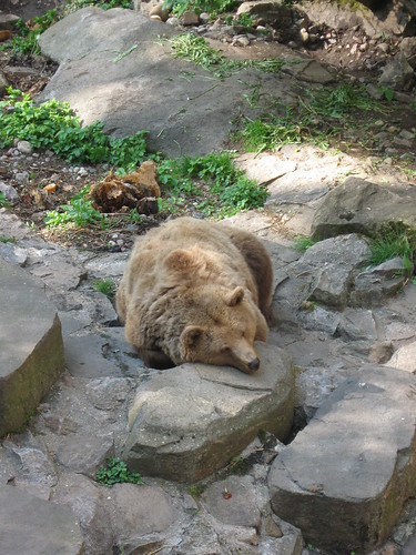 Ceský Krumlov Bear