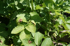 Late Blight on Russet foliage