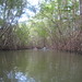 Kayaking in the manggrove