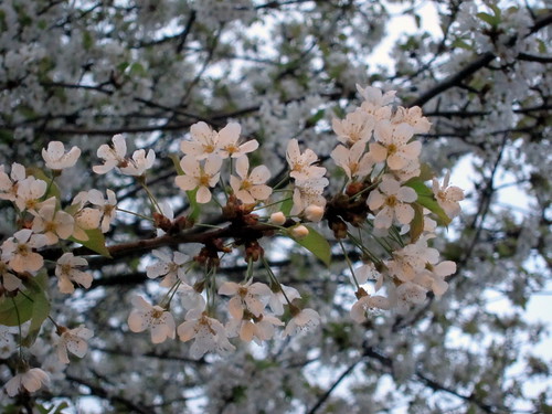 Blossoms at my Front Door