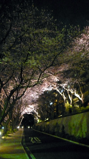 今日の夜に撮影した桜並木です。ほぼ満開で...