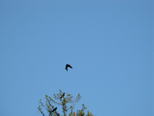 Crow overhead