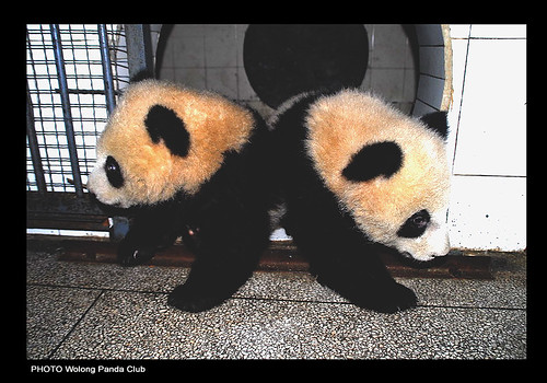 Long Xin's Twins..our Metal and Wood adoption tribe bundles of joy!! 2/09