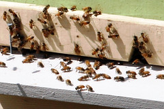 bee hive 2