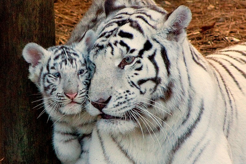 Негритоска И Ее Белый Тигр