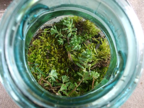 making terrariums with Diane