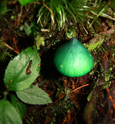 Strange Color Green mushroom