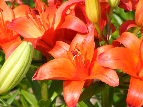 Exotic Tiger lilies
