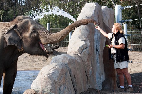 San Diego Zoo's new Elephant Odyssey, 05/22/2009