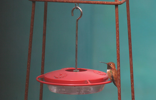 Male Rufous Hummingbird