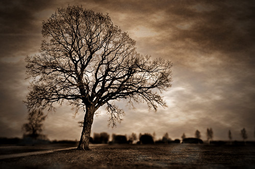 Tree by mjm.photos, on Flickr