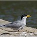 river tern • <a style="font-size:0.8em;" href="http://www.flickr.com/photos/109145777@N03/10940855006/" target="_blank">View on Flickr</a>