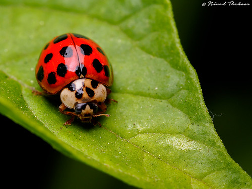 Asian Ladybird Beetle (Harmonia axyridis) • <a style="font-size:0.8em;" href="http://www.flickr.com/photos/59465790@N04/18794936676/" target="_blank">View on Flickr</a>