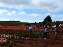 Tulips Nth Tasmania