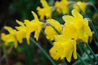 A Host of Golden Daffodils