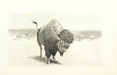 Anglų lietuvių žodynas. Žodis old world buffalo reiškia senojo pasaulio buffalo lietuviškai.