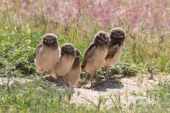 Some of the young owlets