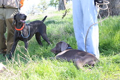 Benelli & Juno 03.15.14 18 • <a style="font-size:0.8em;" href="http://www.flickr.com/photos/66999112@N00/13181809814/" target="_blank">View on Flickr</a>