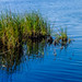 Vegetação do rio. • <a style="font-size:0.8em;" href="http://www.flickr.com/photos/39546249@N07/9233123081/" target="_blank">View on Flickr</a>