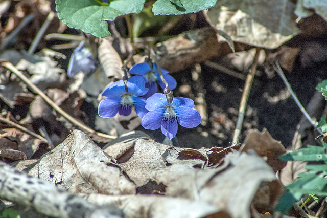 Cedar Bluffs Nature Preserve - Common blue violet - April 19, 2014