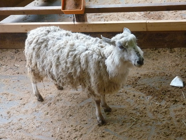 毛がふさふさ、羊さん！｜信州塩尻農業公園チロルの森