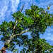 Árvore do Parque Estadual Acaraí. • <a style="font-size:0.8em;" href="http://www.flickr.com/photos/39546249@N07/9235917496/" target="_blank">View on Flickr</a>
