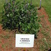 Lablab purpureus plant Tac